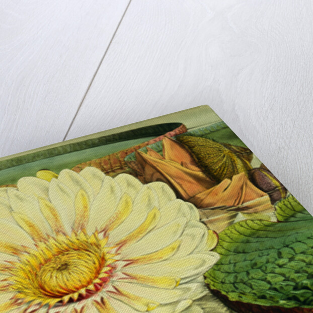 Illustration of the Royal Water-Lily Victoria Regia by Anonymous
