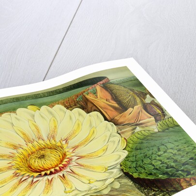 Illustration of the Royal Water-Lily Victoria Regia by Anonymous