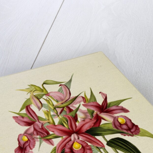 Sobralia Macrantha by James Bateman