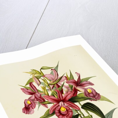 Sobralia Macrantha by James Bateman