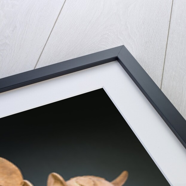 Haniwa Terracotta Model of a Horse by Anonymous