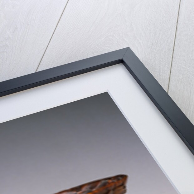 Two Chinese Rhinoceros Horn Libation Cups with Carved Designs by Anonymous