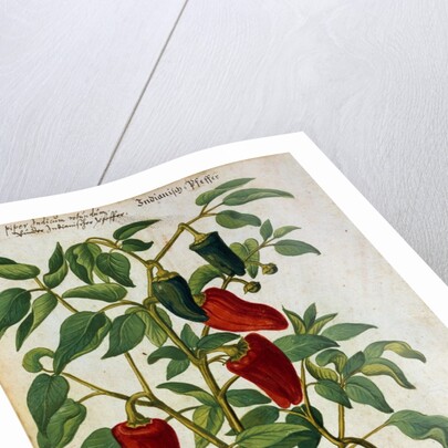 Watercolor of Indian Pepper by Joachim Camerarius the Younger