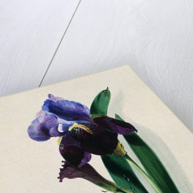 Flag Iris by Thomas Holland
