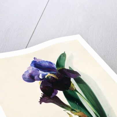 Flag Iris by Thomas Holland