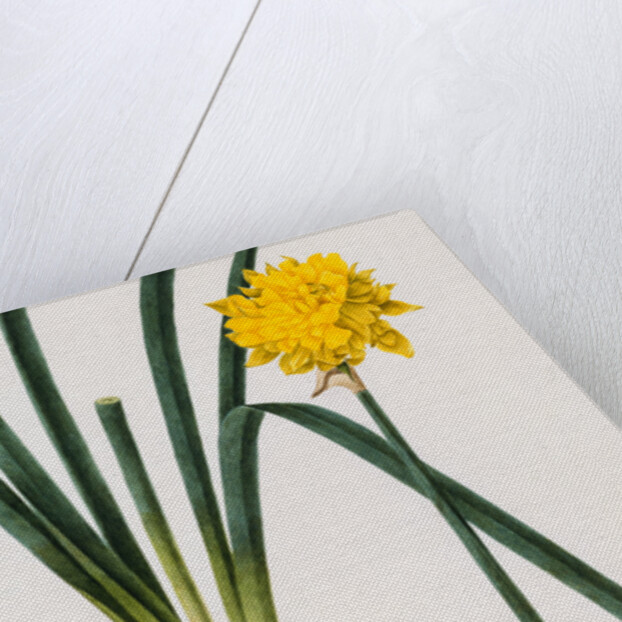 A Narcissus and Bulb by Baldassare Cattrani