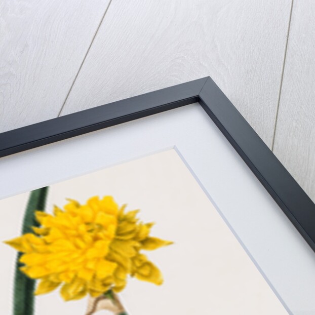 A Narcissus and Bulb by Baldassare Cattrani