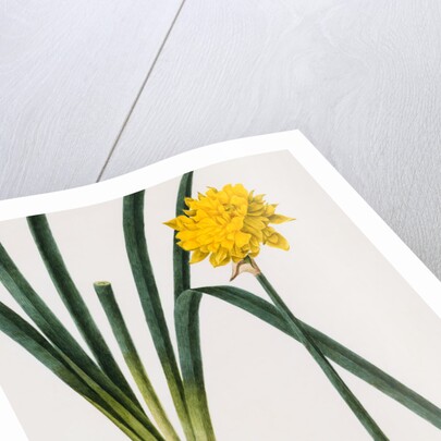 A Narcissus and Bulb by Baldassare Cattrani