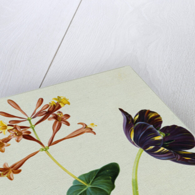 Nasturtiums and Mint German School, Circa 1800 by Anonymous