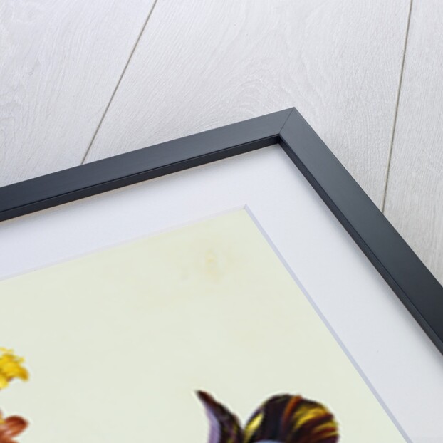 Nasturtiums and Mint German School, Circa 1800 by Anonymous