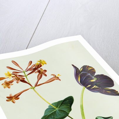 Nasturtiums and Mint German School, Circa 1800 by Anonymous