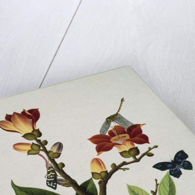 A Coral Tree with a Butterfly, Dragonfly and Grasshopper Cantonese School, Circa 1805 by Anonymous