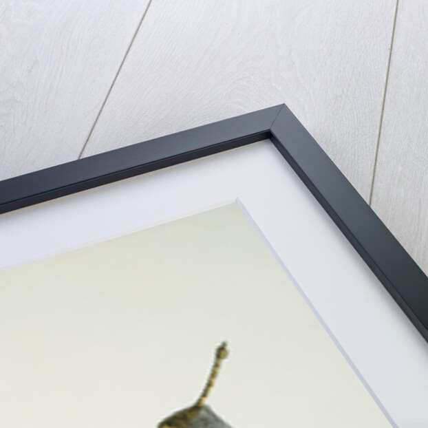 A Coral Tree with a Butterfly, Dragonfly and Grasshopper Cantonese School, Circa 1805 by Anonymous