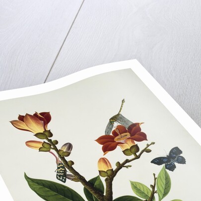 A Coral Tree with a Butterfly, Dragonfly and Grasshopper Cantonese School, Circa 1805 by Anonymous