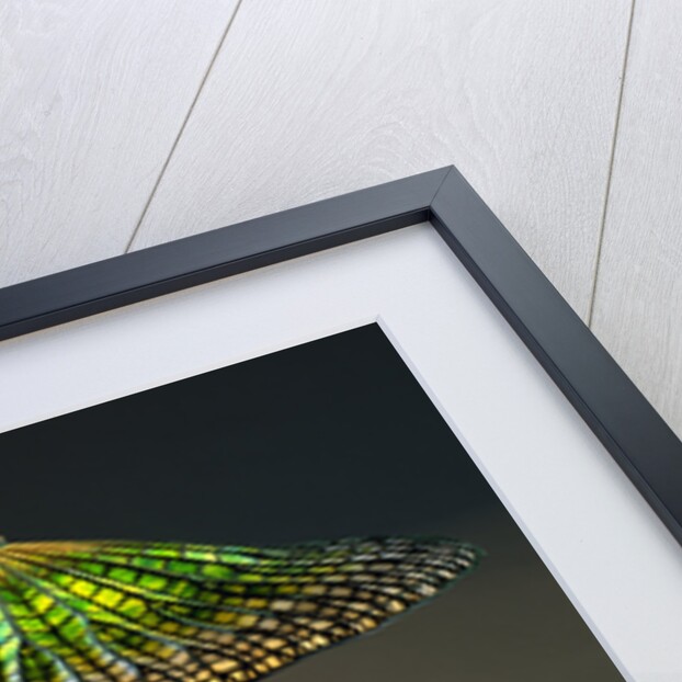 Lotus Leaded Glass and Bronze Table Lamp by Tiffany Studios by Anonymous