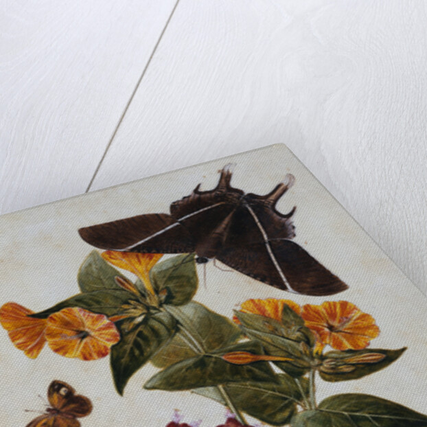 Study of Mirabilis and Origanum Dictamnus With Swallowtail and Ringlet Butterflies by Thomas Robins II