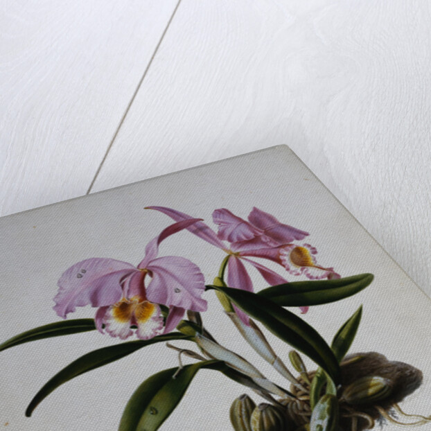 Orchidaceae: Cattleya Mossiae by Mrs. Augusta Innes Withers