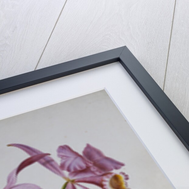 Orchidaceae: Cattleya Mossiae by Mrs. Augusta Innes Withers