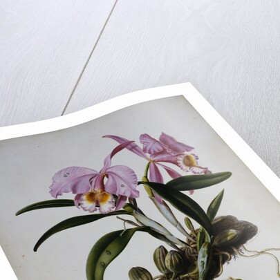 Orchidaceae: Cattleya Mossiae by Mrs. Augusta Innes Withers