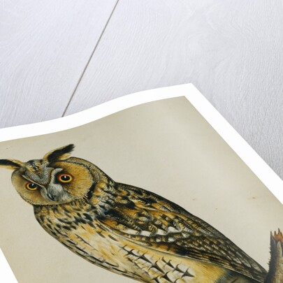 A Long-Eared Owl (Strix Otus) by Reverend Christopher Atkinson