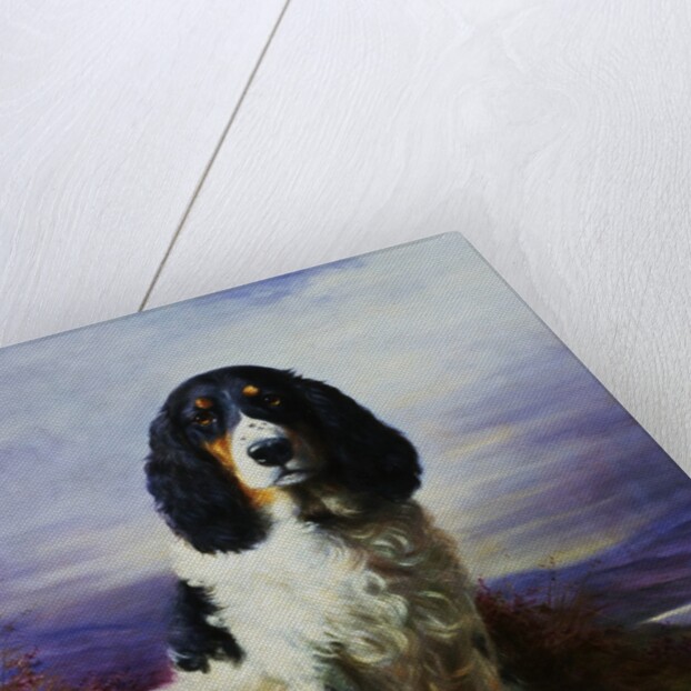 Royal, A Tri-Colour Working Springer Spaniel by Lilian Cheviot