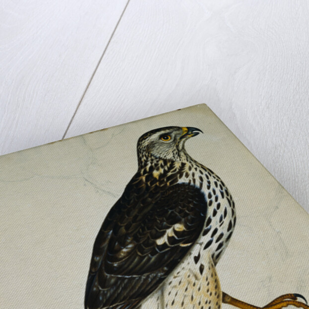 Falcon Gentle (Falco Gentilis) by Reverend Christopher Atkinson