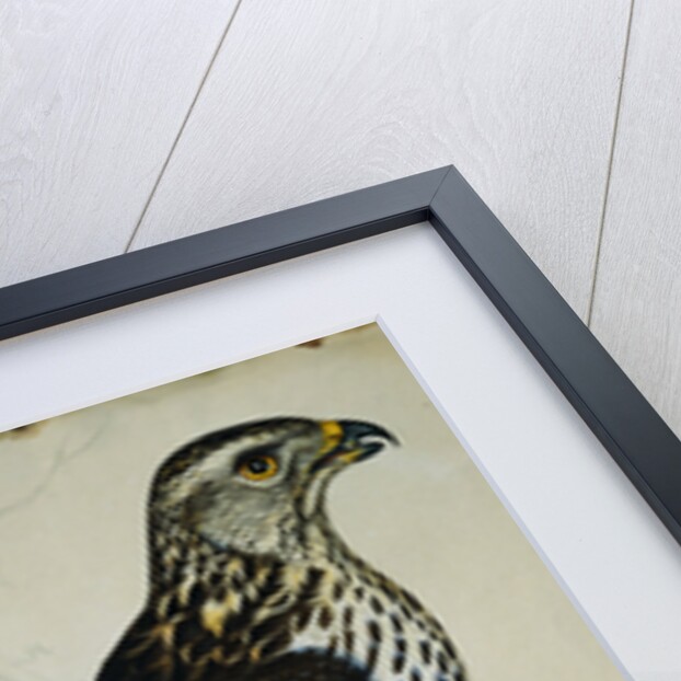 Falcon Gentle (Falco Gentilis) by Reverend Christopher Atkinson