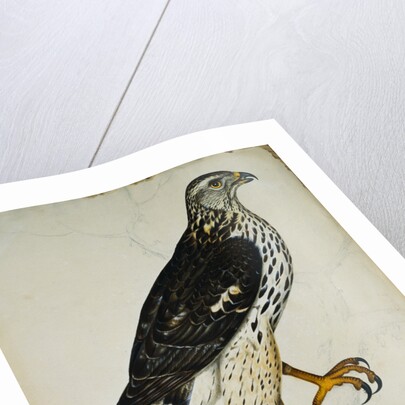 Falcon Gentle (Falco Gentilis) by Reverend Christopher Atkinson