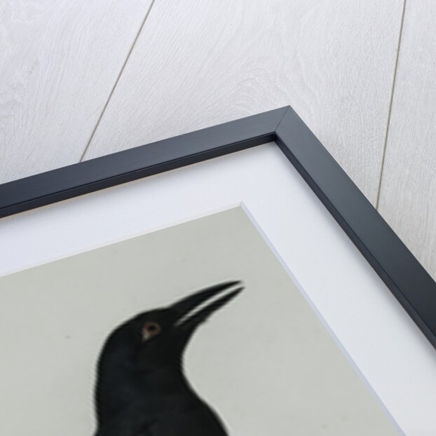 A Pied Currawong by Jacques Barraban