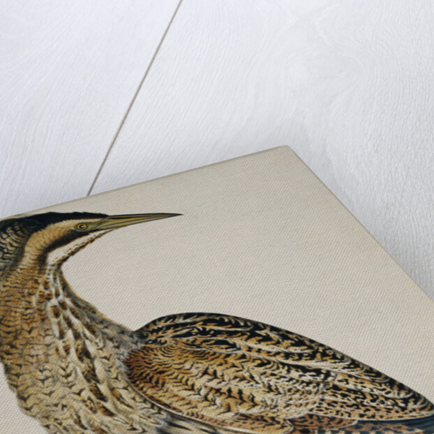A Bittern by Reverend Christopher Atkinson