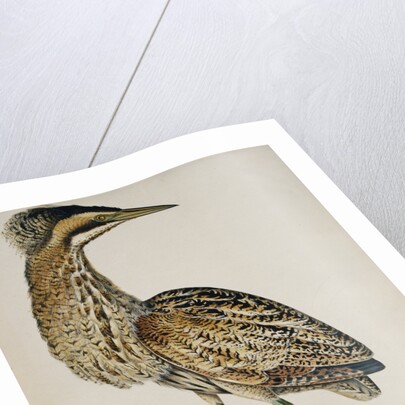 A Bittern by Reverend Christopher Atkinson
