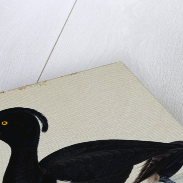 A Tufted Duck by Reverend Christopher Atkinson