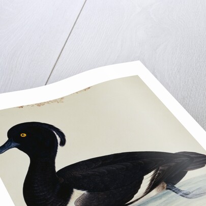 A Tufted Duck by Reverend Christopher Atkinson