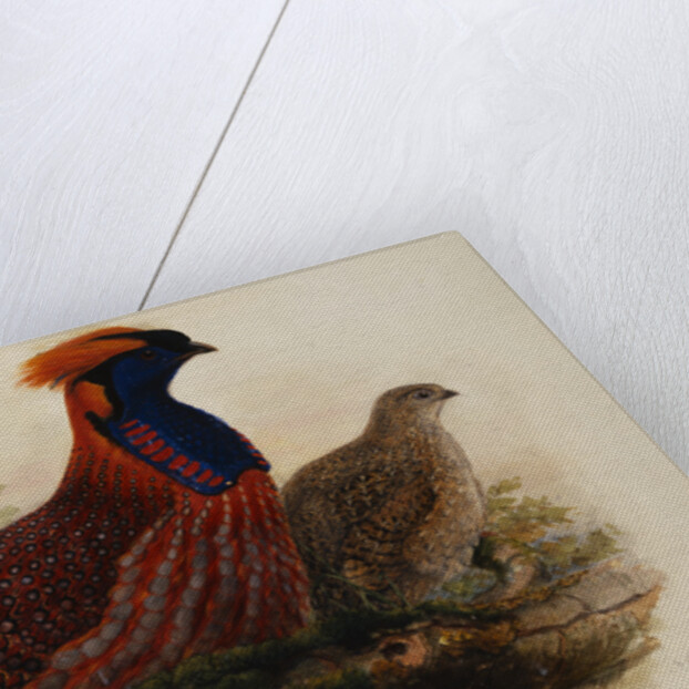 Temminck's Tragopan by Henry Constantine Richter