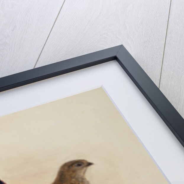 Temminck's Tragopan by Henry Constantine Richter