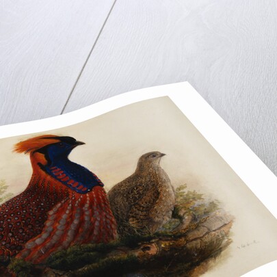 Temminck's Tragopan by Henry Constantine Richter