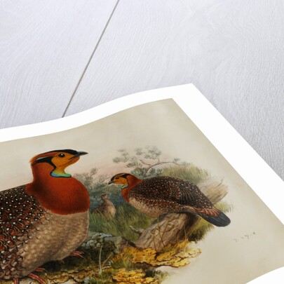 Blyths Horned Pheasant by Joseph Wolf