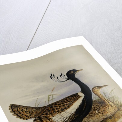 Lesser Florekin by Henry Constantine Richter