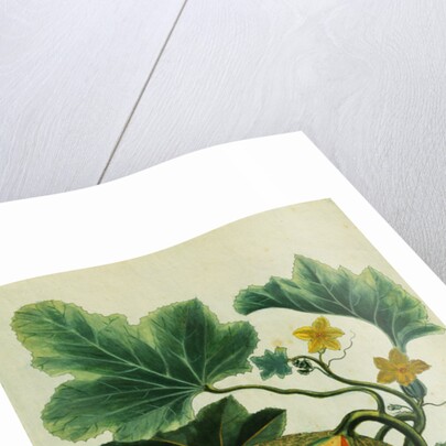 Lithograph of a Cantaloupe by Anonymous