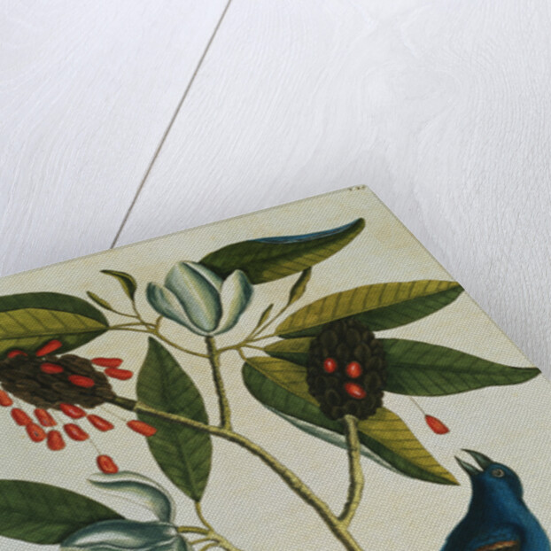 Print of a Blue Grosbeak on the Branch of a Magnolia Tree from The Natural History of Carolina, Florida and the Bahama Islands by Mark Catesby