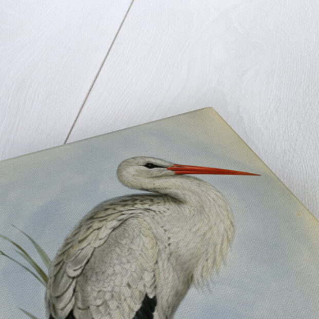 White Stork from The Birds of Europe by John Gould