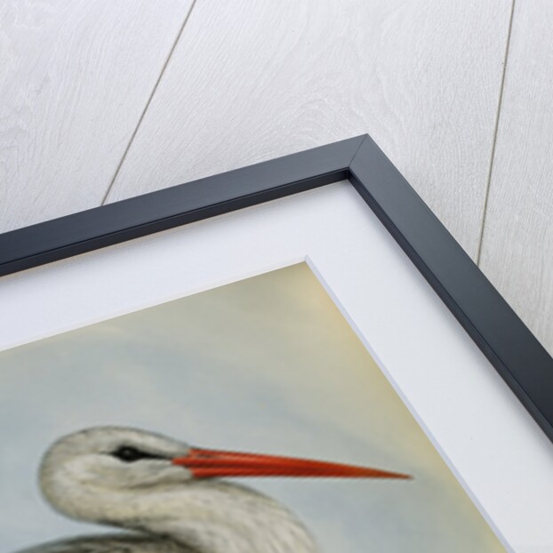 White Stork from The Birds of Europe by John Gould