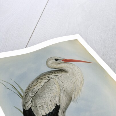 White Stork from The Birds of Europe by John Gould