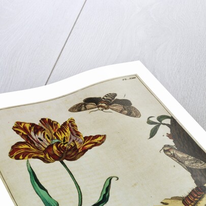 Print of Tulips and Insects from The Aurelian or Natural History of English Insects by Moses Hanis