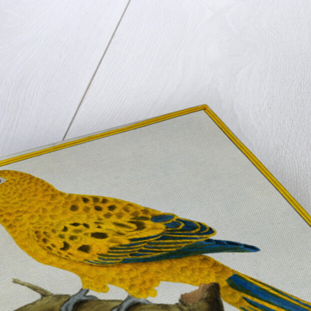 Print of a Yellow Parrot from the Natural History of Birds by George Louis Leclerc