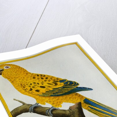 Print of a Yellow Parrot from the Natural History of Birds by George Louis Leclerc