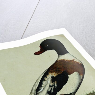 A Sheldrake by Reverend Christopher Atkinson