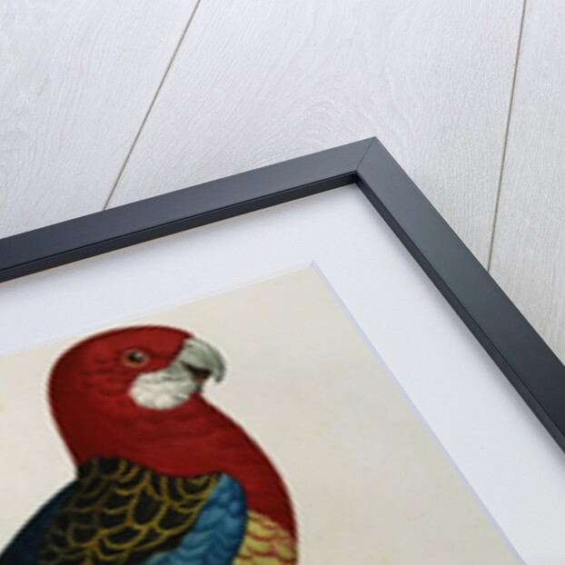 Variety of Multicolored Parrot by Jacques Barraband