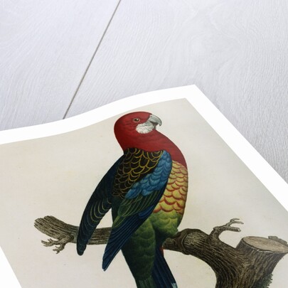 Variety of Multicolored Parrot by Jacques Barraband
