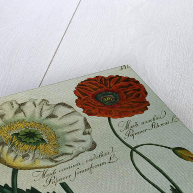Print of Poppies from A Collection Worthy of Curiosity from the Realm of Plants by Anonymous